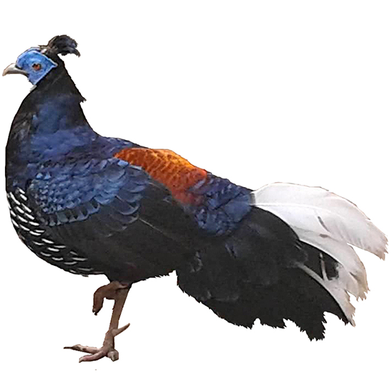 Delacour's Gallopheasant